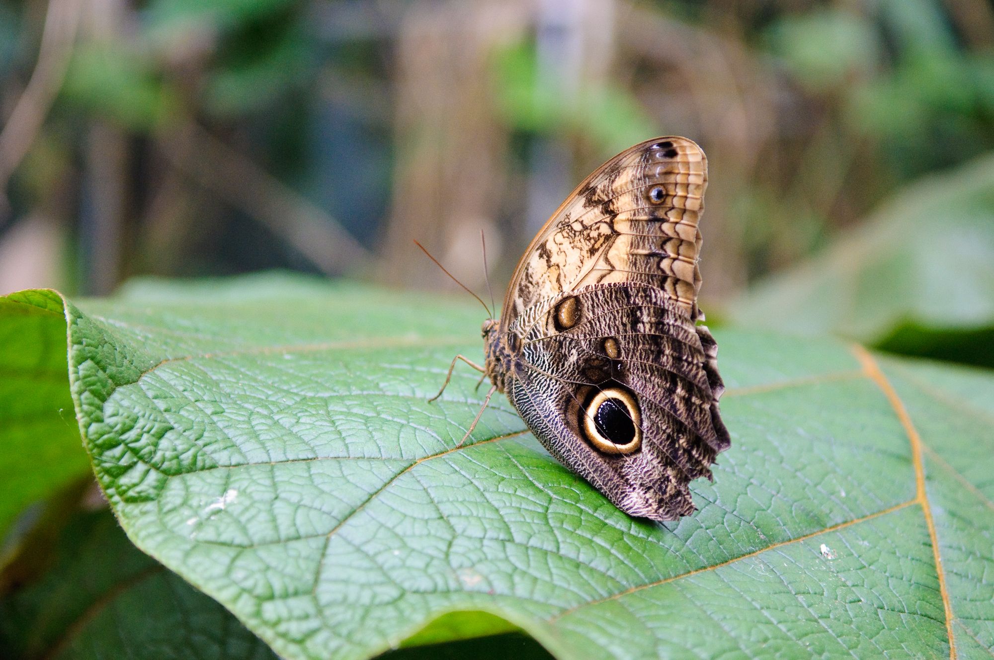 Photo: Zoo d'Amsterdam - Pays-Bas