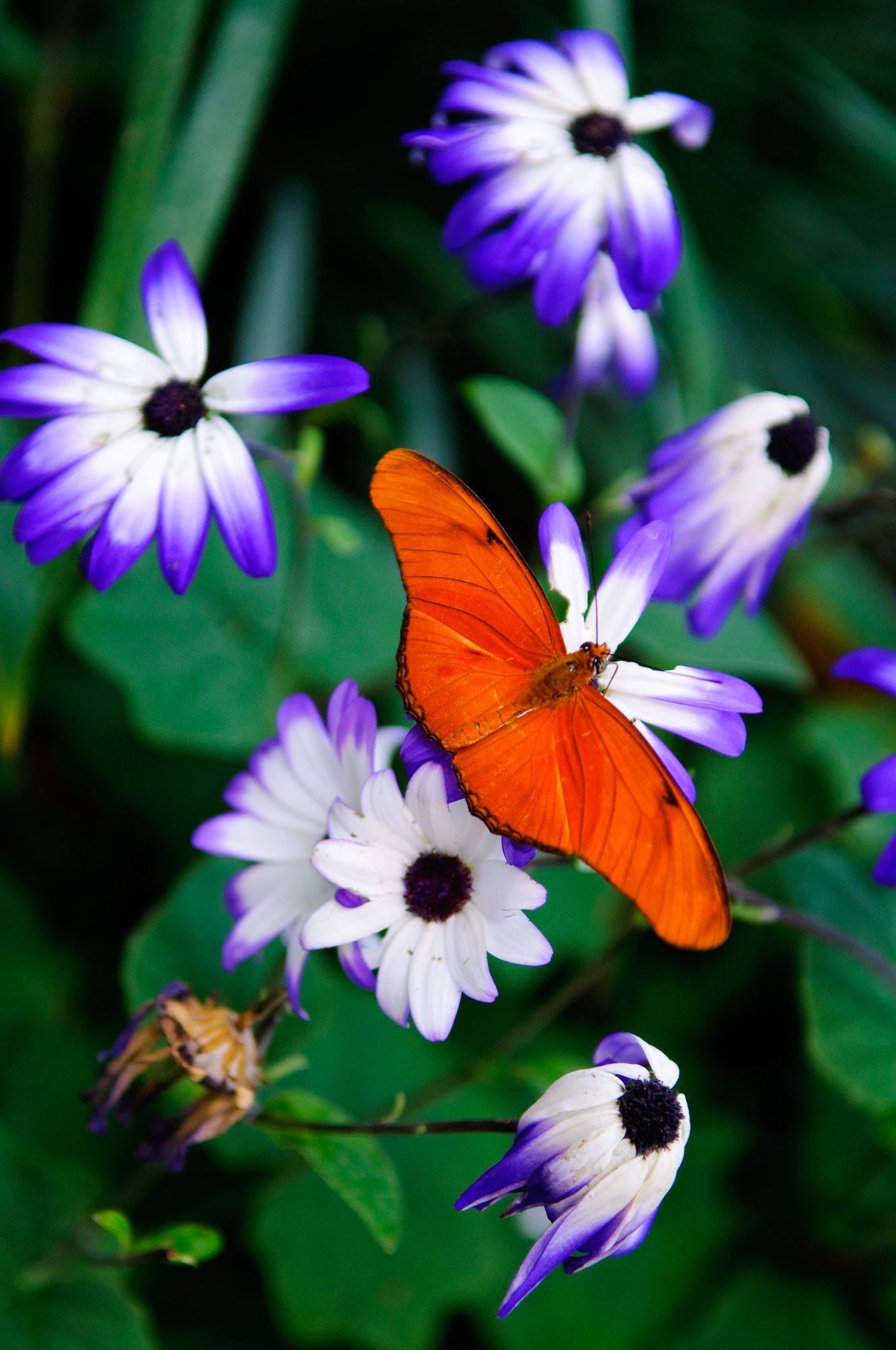 Photo: Zoo d'Amsterdam - Pays-Bas