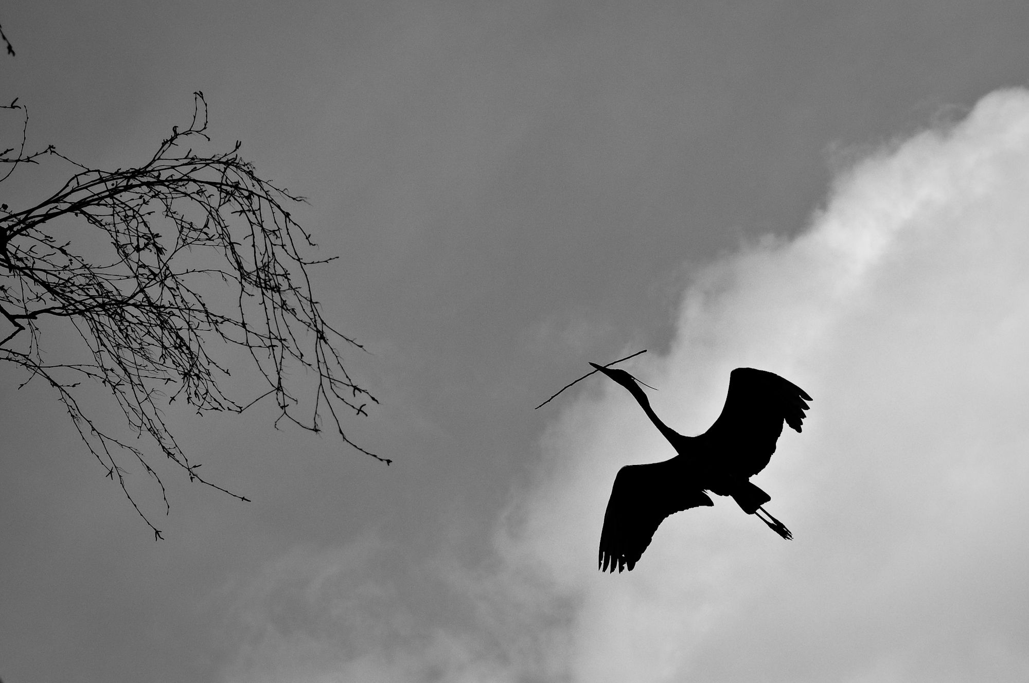Photo: Zoo d'Amsterdam - Pays-Bas