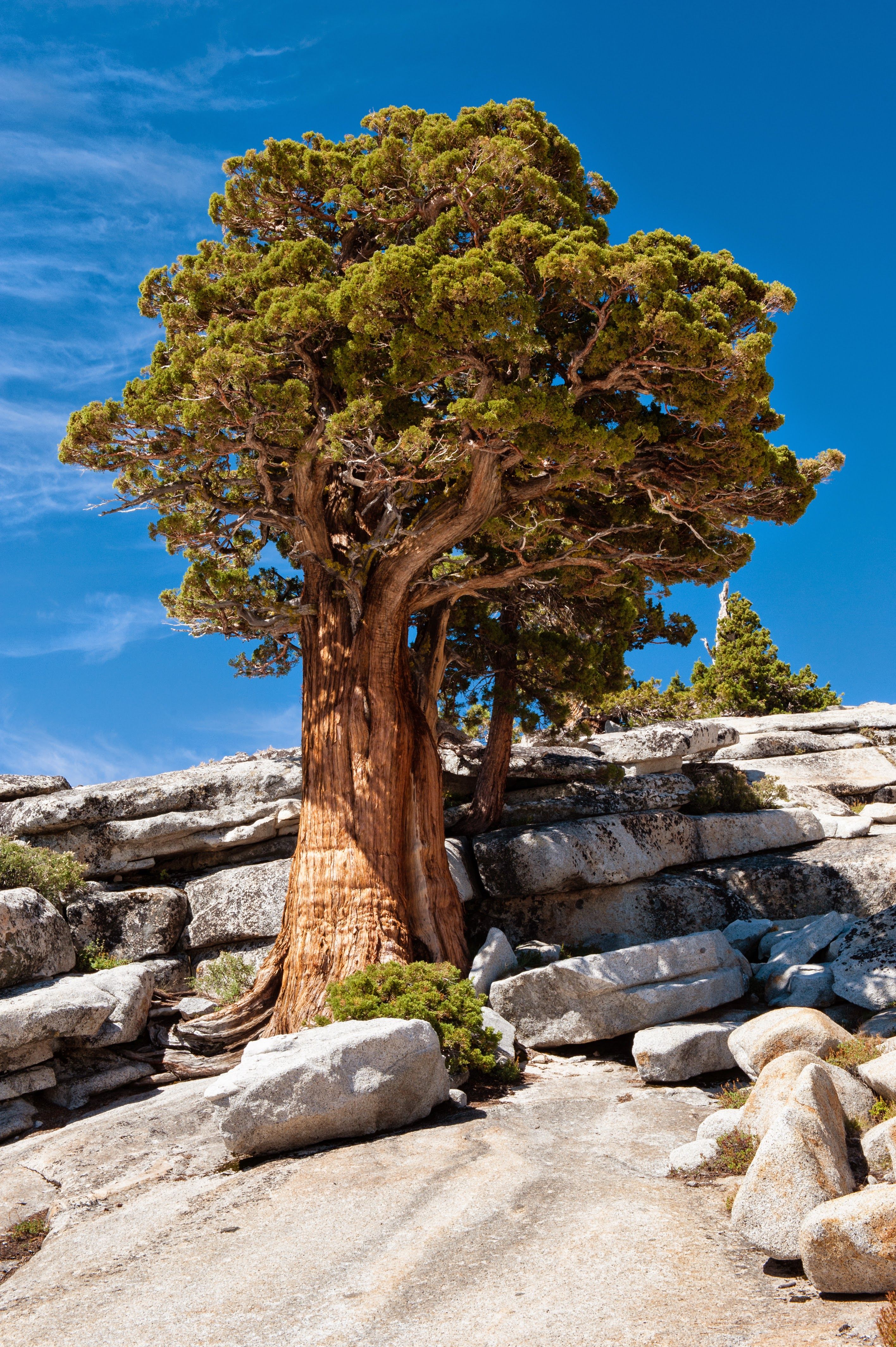 Photo: Yosemite Park, California - USA