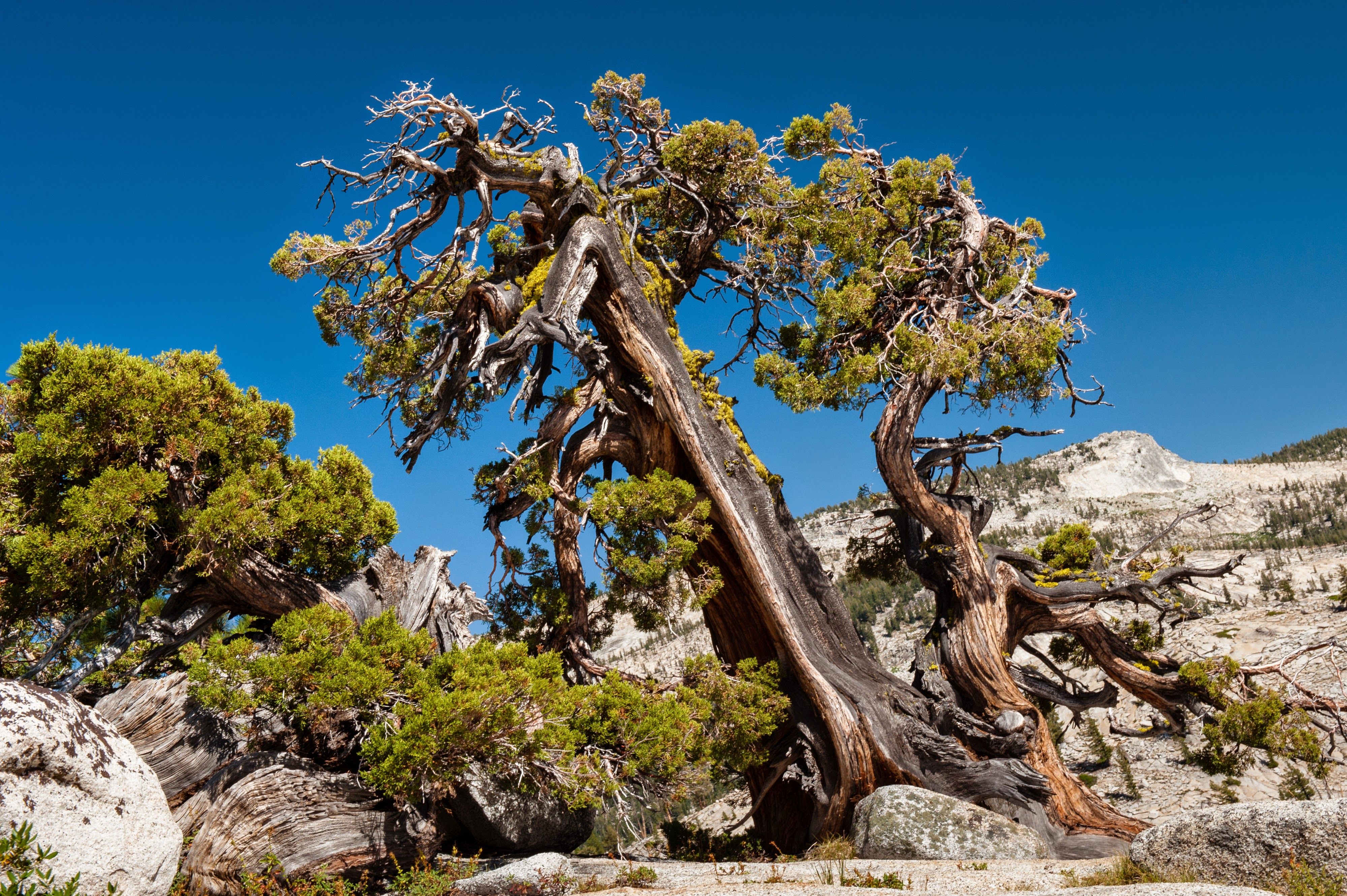 Photo: Yosemite Park, California - USA