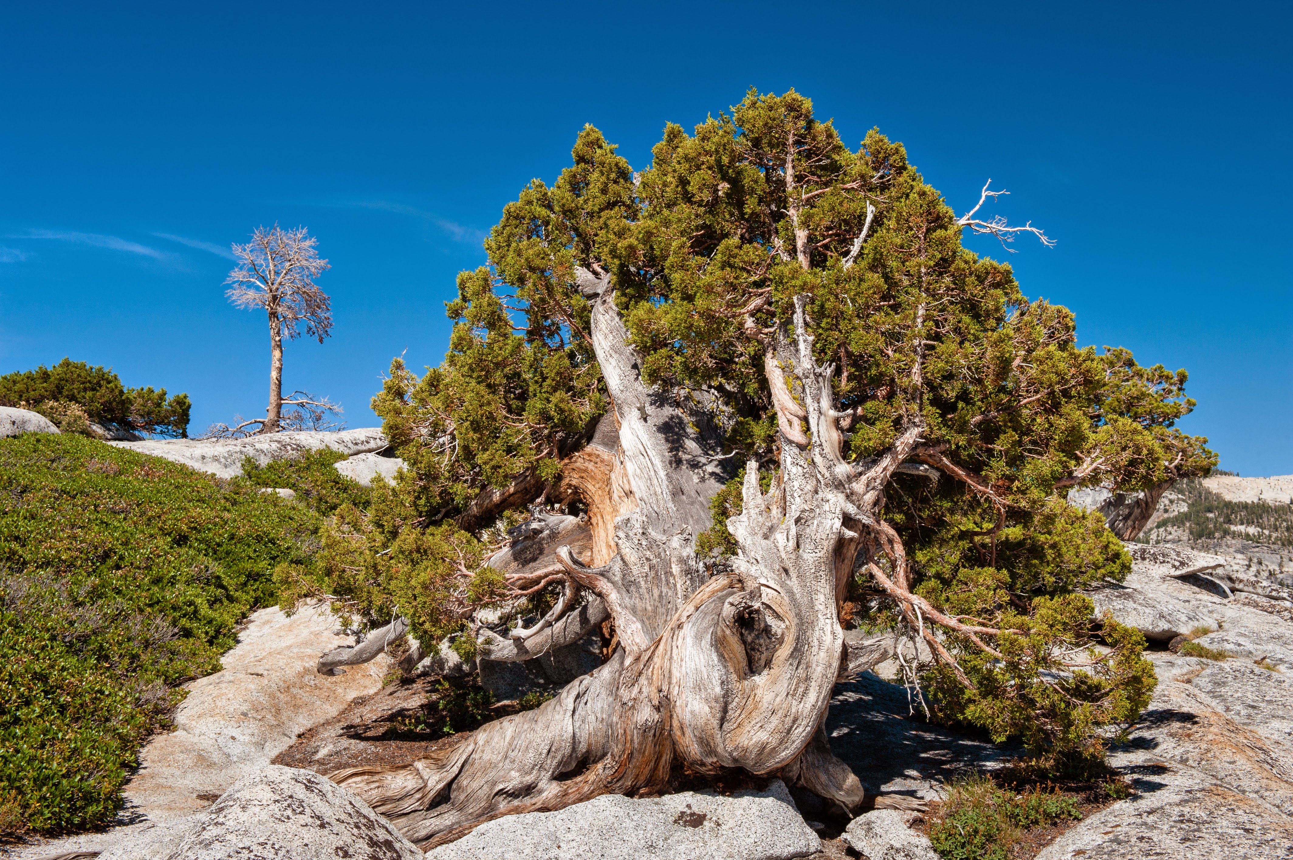 Photo: Yosemite Park, California - USA